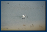 Swan at Hanningfield Reservior