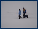 Dog's always want a walk, even in the snow