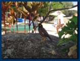 One of the local birds