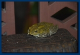 Must be past Midnight. Paul has turned into a Toad