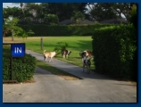 Pack of Dogs roaming the streets