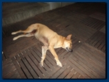 This dog has the right idea