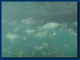 Loads of Fish
