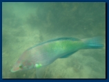 Close up of a bigger fish