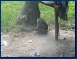 Monkey at the Coconut farm
