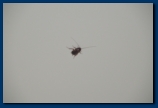 A visitor in our room