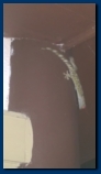 A lizard