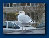 One of the Locals