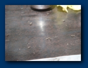 I've seen a Table Fly