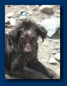 Poor Dog, must have been run over