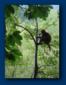 Monkey'ing Around