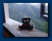Jelly Cat admires the View