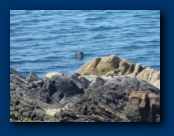 A Seal , bobbing in the water