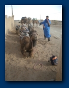 Camel !!!