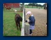 Vitoria Feeding a Calf