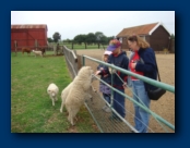 Michael feeding a Sheep