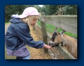 Last of the animal Feed goes to a Goat