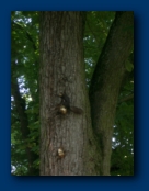Devil Squirel with the Red Eyes